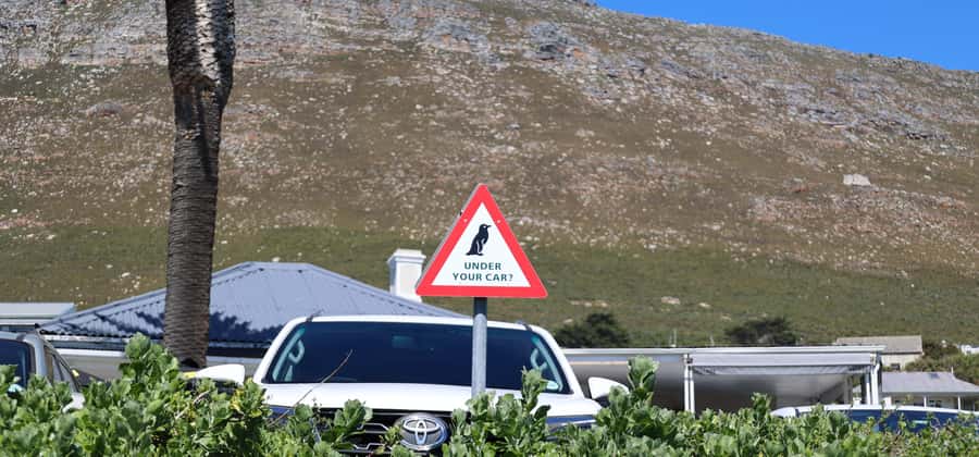 Cape Town: Tour Cape Point & Boulders Beach Penguin Day Trip - Simon’s Town lunch, shopping time, and the Boulders Beach penguins