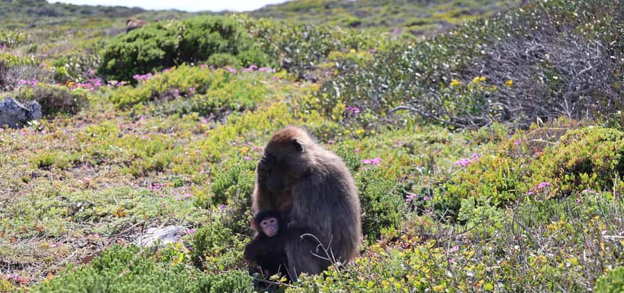 Cape Town: Tour Cape Point & Boulders Beach Penguin Day Trip - Timing, comfort, and what to pack for a full day