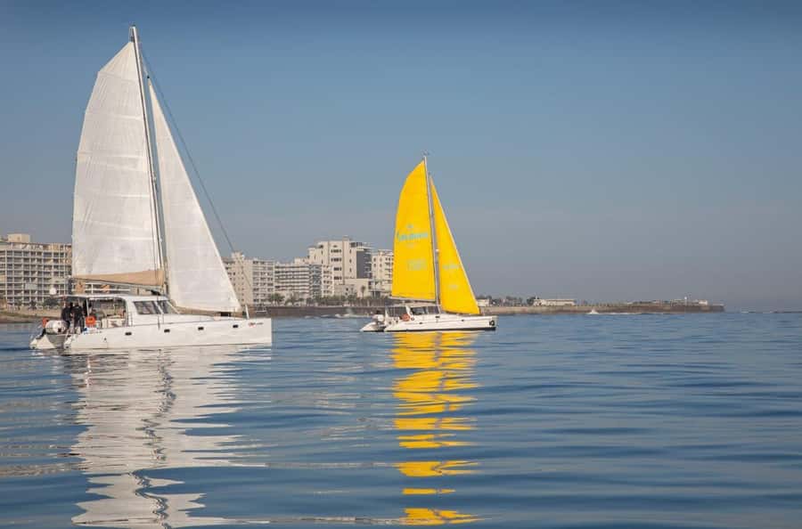 Cape Town: V&A Waterfront 1-Hour Scenic Cruise - Wildlife Watching at Sea: Seals, Dolphins, Penguins, and Possible Whales