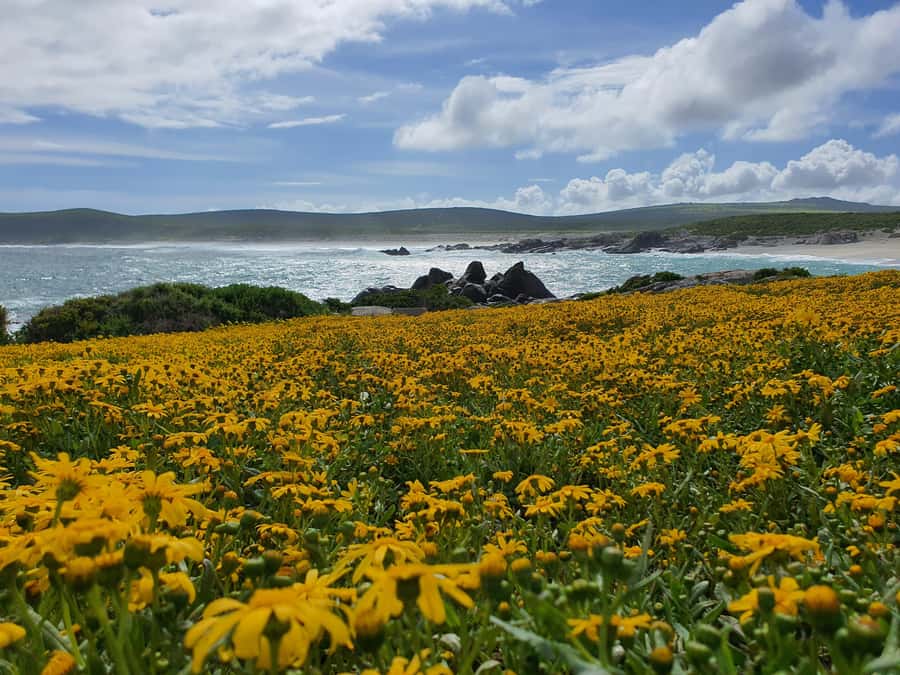 Cape Town: West Coast Spring Tour 2025 - !Khwa ttu San Heritage Centre: culture, a walk, and wildlife viewing