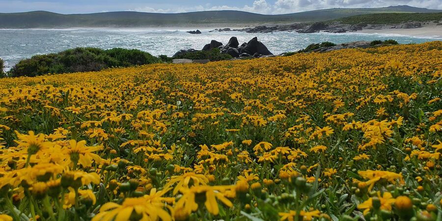 Cape Town: West Coast Spring Tour 2025 - West Coast National Park and Postberg wildflowers