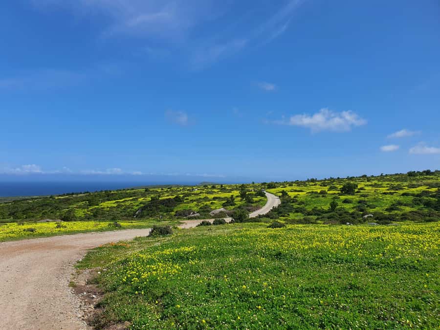 Cape Town: West Coast Spring Tour 2025 - Getting the most from your 8 hours, plus optional pro photography