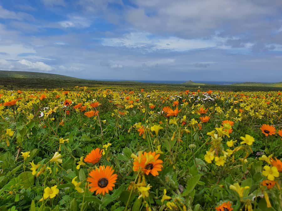 Cape Town: West Coast Spring Tour 2025 - Starting in Cape Town, then straight to Bloubergstrand
