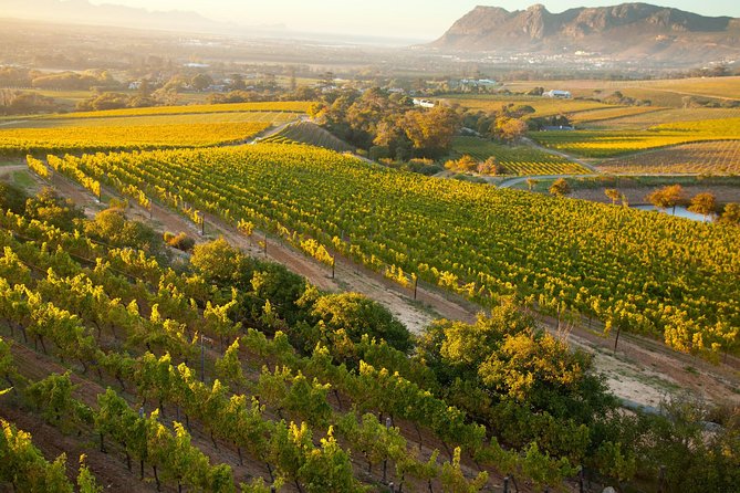 Cape Town: Winelands Private Half Day Tour - Two tastings at two estates, and how to get more from each pour