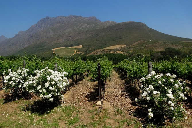 Cape Town Winelands Stellenbosch Private Afternoon Tour - Price and Logistics: Is $410.02 Per Group Worth It?
