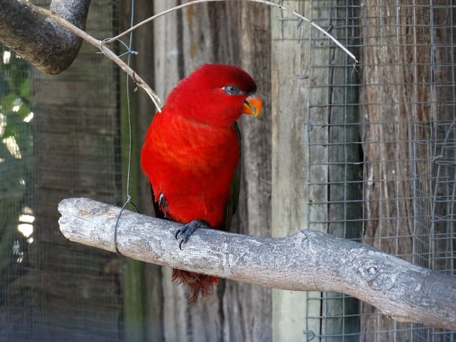 Cape Town: World of Birds & Animal Sanctuary - Key things to know before you go