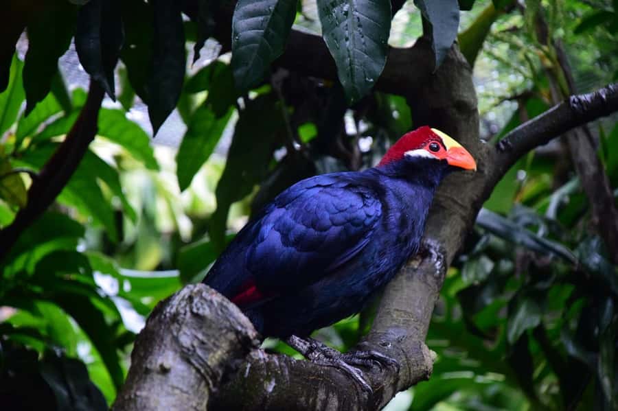Cape Town: World of Birds & Animal Sanctuary - World of Birds in Hout Bay: what a $10 day looks like
