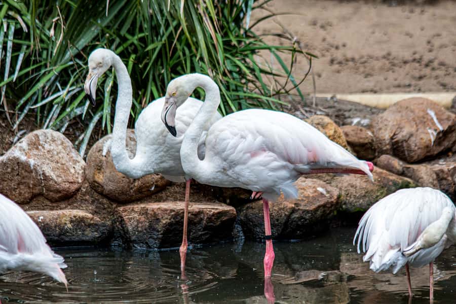 Cape Town: World of Birds & Animal Sanctuary - Magic Forest: a playful trail that rewards curiosity