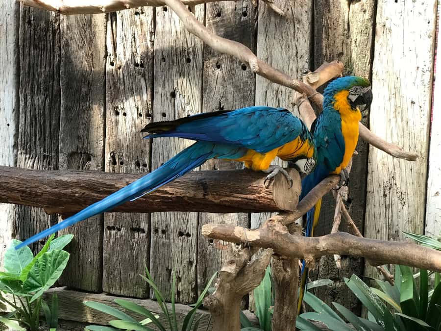Cape Town: World of Birds & Animal Sanctuary - Timing, meeting point, and pacing a one-day visit