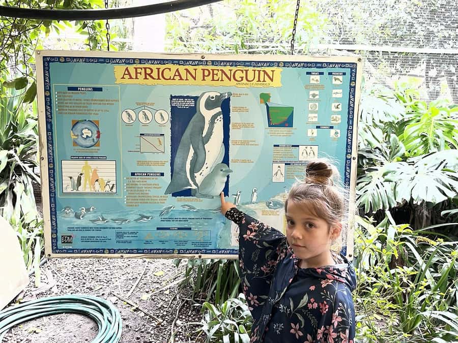 Cape Town: World of Birds & Animal Sanctuary - Should you book Cape Town: World of Birds and Animal Sanctuary?