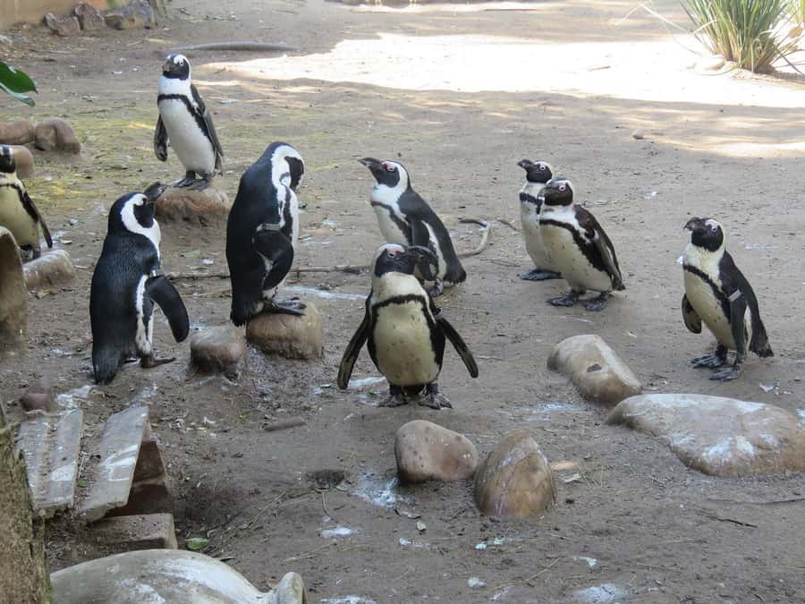 Cape Town: World of Birds & Animal Sanctuary - Walking the 100 aviaries: from eagles to flamingos