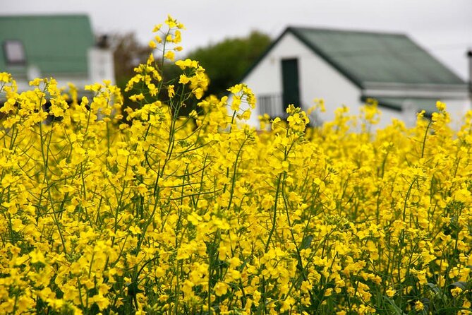 Cape West Coast Flower Tour - Groote Post Winery: lunch stop, photos, and a local favorite