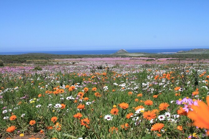Cape West Coast Flower Tour - What the private format changes for you