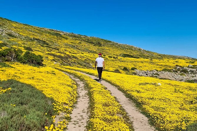 Cape West Coast Flower Tour - Stop 1: West Coast National Park dunes, fynbos, and wildlife sightings