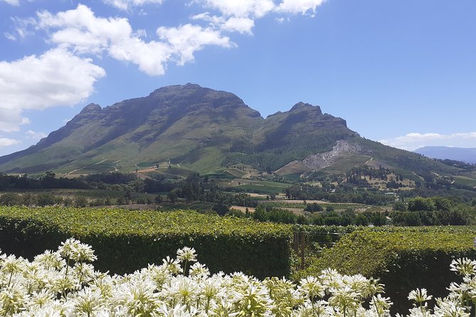 Cape Winelands and Wine Tasting Full Day Tour - What You Pay for at $71.89: The Value Math for Tastings and Lunch