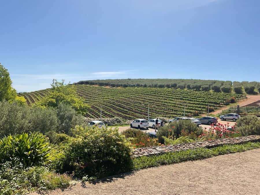 Cape Winelands Experience: Paarl, Stellenbosch & Franschhoek - Guide Quality: What You Learn When the Person Driving Knows Wine