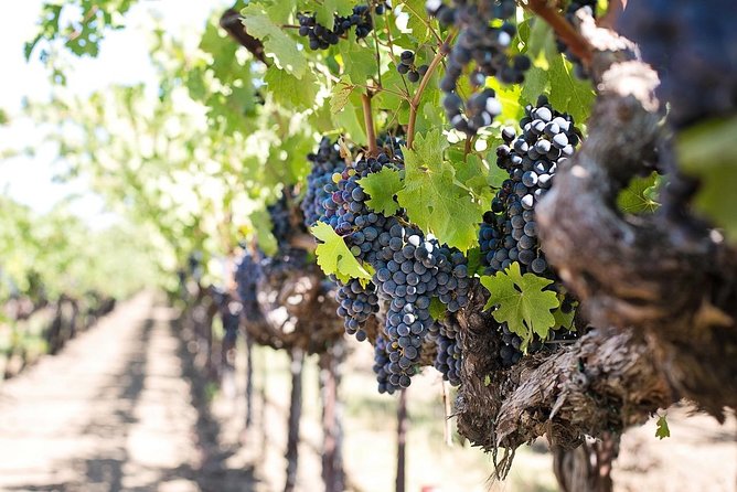 Cape Winelands shared day tour from Cape Town to Stellenbosch and Franschhoek - Stellenbosch town orientation, Dutch-style streets and the university area