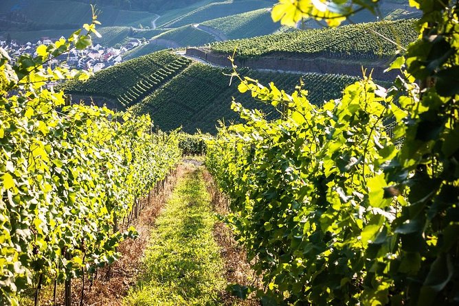 Cape Winelands shared day tour from Cape Town to Stellenbosch and Franschhoek - Paarl at Fairview Wine and Cheese, where you can buy and go