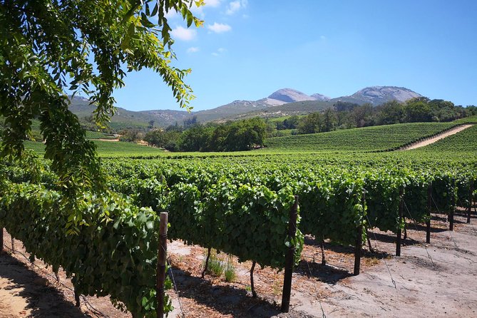 Cape Winelands Stellenbosch Franschhoek Paarl Tour from Cape Town - Franschhoek Time, Galleries, and a Five-Wine Estate Tasting