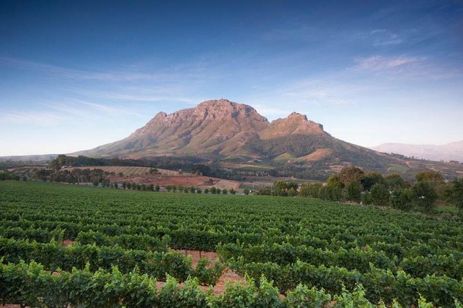 Cape Winelands Tour - Rust en Vrede Tasting Room: slow, calm, and simple