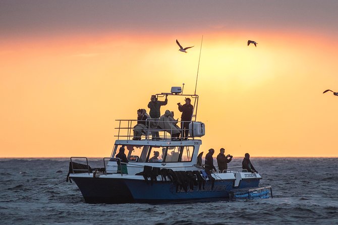 CapeTown: Shark Cage Diving Experience with Scuba - Scuba setup you’ll actually notice: wetsuits, weight belt, and staying stable
