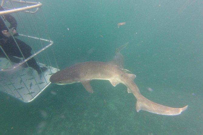 CapeTown: Shark Cage Diving Experience with Scuba - Price and value, plus when transfers can change your real total