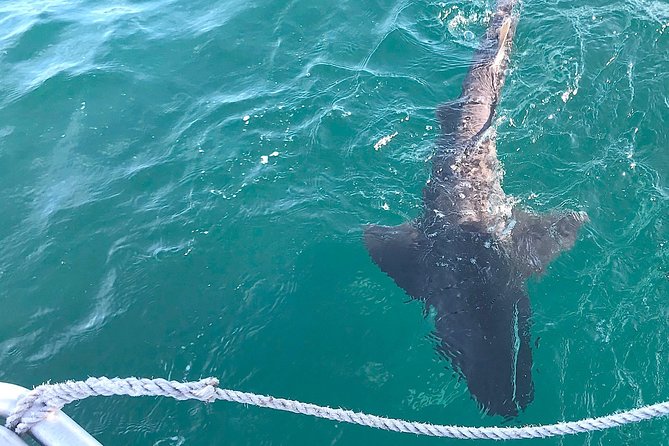 CapeTown: Shark Cage Diving Experience with Scuba - Should you book if you want sharks, or if you’re flexible on the animal outcome?