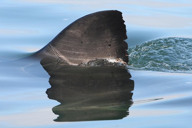 CapeTown: Shark Cage Diving Experience with Scuba - Seal Island, dolphins, seals, whales, and the bonus wildlife reality