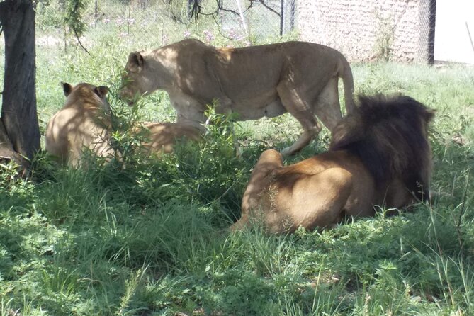 Captivating Safari Lion Park Experience (Half Day Guided Tour) - Half-Day Safari in Johannesburg: what you really get in 4 to 5 hours