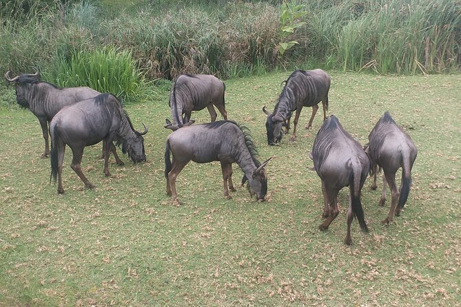 Captivating Safari Lion Park Experience (Half Day Guided Tour) - Safari Lion Park guided tour: the two-hour circuit and how it feels