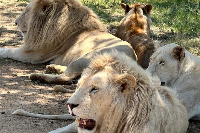 Captivating Safari Lion Park Experience (Half Day Guided Tour) - White lions, cheetahs, wild dogs and giraffes: animal highlights you can plan around
