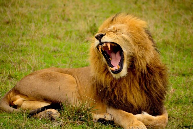 Captivating Safari Lion Park Experience (Half Day Guided Tour) - Who this tour suits best, and who may want a bigger reserve
