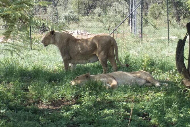 Captivating Safari Lion Park Experience (Half Day Guided Tour) - Practical tips: what to wear, bring, and ask your guide