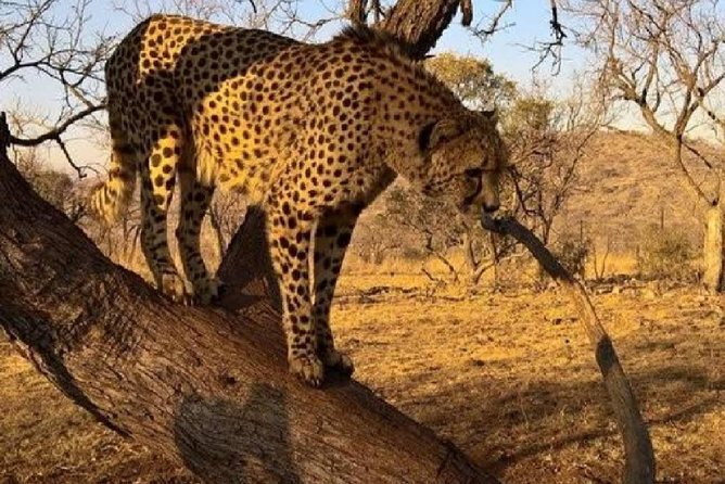 Captivating Safari Lion Park Experience (Half Day Guided Tour) - From pickup to the park drive: why air-conditioned transport matters