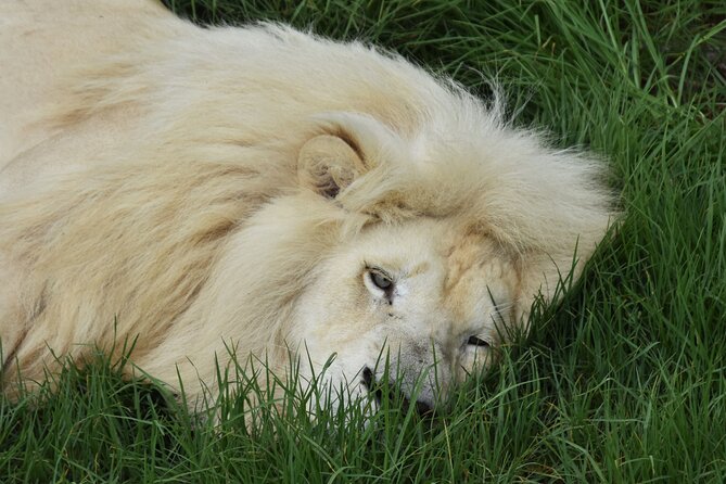 Cats in Conservation - Tenikwa’s Mission: Wild Cats and Conservation With a Purpose