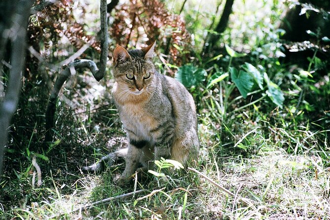 Cats in Conservation - Behind the Scenes at the Rehabilitation Facilities (The Big Selling Point)