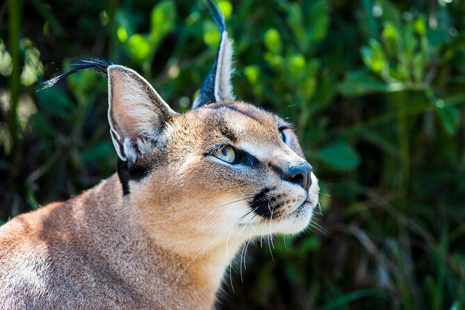 Cats in Conservation - Food and Comfort: Breakfast, Lunch, and Western Cape Weather Tips