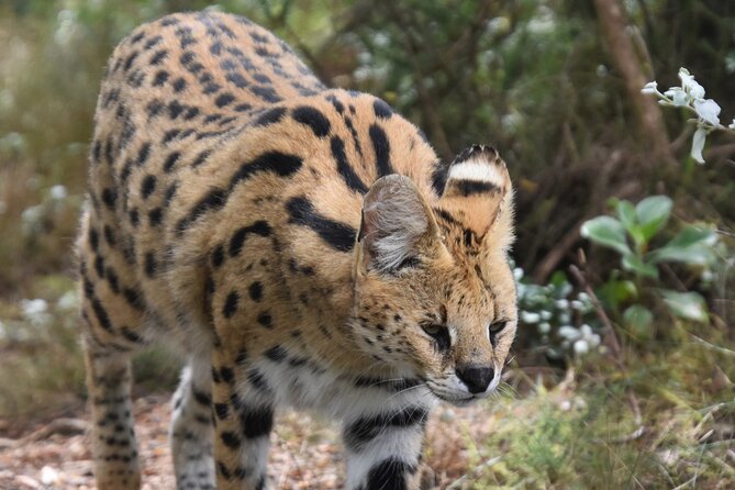 Cats in Conservation - Who Should Book Cats in Conservation, and Who Might Not Love It