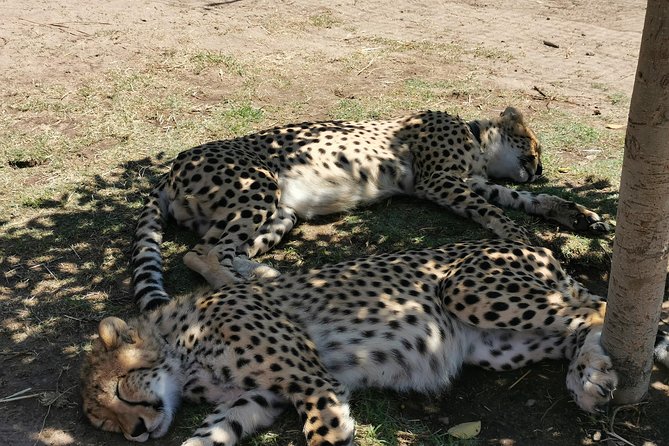 Cheetah Outreach Tour Somerset West, Gordon's Bay and Strand Beaches - Key highlights you’ll care about