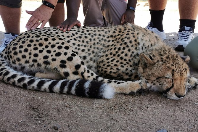 Cheetah Outreach Tour Somerset West, Gordon's Bay and Strand Beaches - Why this Cheetah Outreach and beach loop makes sense