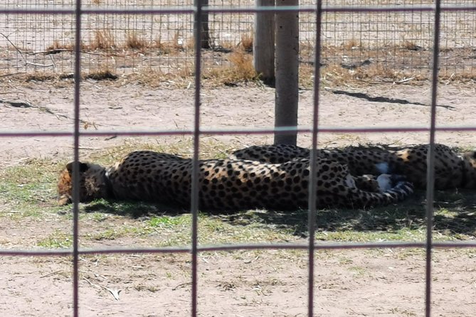 Cheetah Outreach Tour Somerset West, Gordon's Bay and Strand Beaches - Cheetah Outreach in Somerset West: close encounters with rules and respect