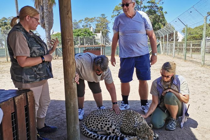 Cheetah Outreach Tour Somerset West, Gordon's Bay and Strand Beaches - Gordon’s Bay: beach time, swimming options, and where lunch fits
