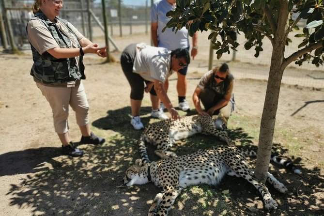 Cheetah Outreach Tour Somerset West, Gordon's Bay and Strand Beaches - Timing and how the 5-hour day actually plays out