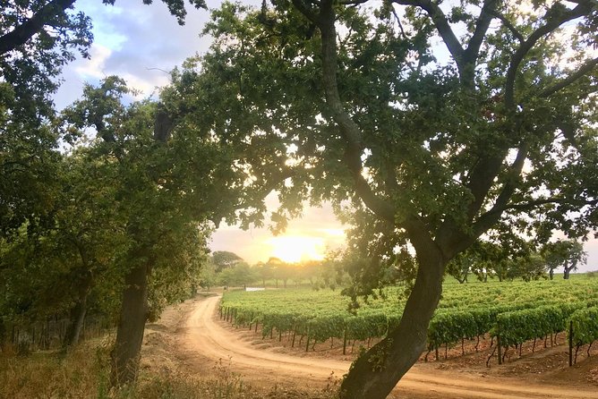 Constantia Hidden Gem Cycle Half Day - Private Tour - Which estates you may taste at, and why variety helps