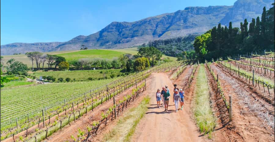 Constantia: Wine Walk with Lunch and Enchanting Stories - Quick hits