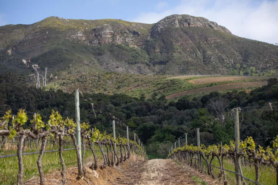 Constantia: Wine Walk with Lunch and Enchanting Stories - Stop One: Groot Constantia Wine Estate and Its 1.5-hour Guided Tour