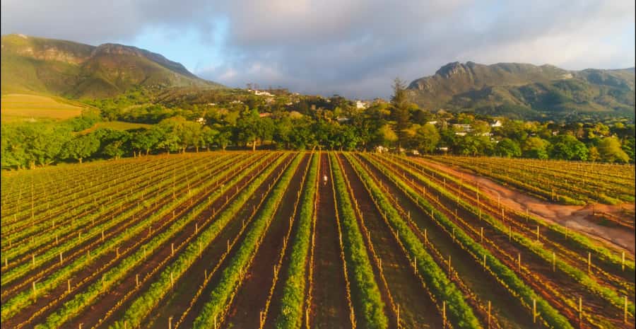 Constantia: Wine Walk with Lunch and Enchanting Stories - Stop Two: Klein Constantia Walk for an Hour, Then Another Tasting