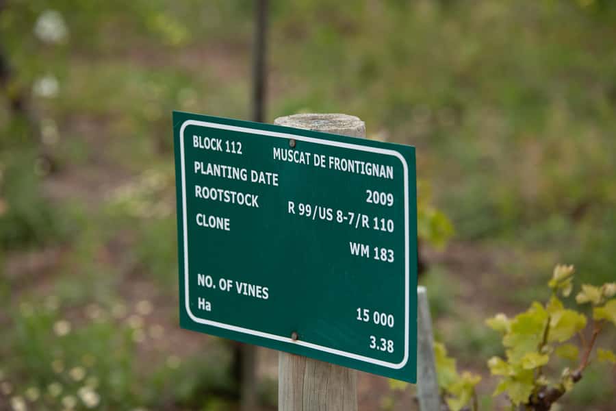 Constantia: Wine Walk with Lunch and Enchanting Stories - What You Actually Taste: A Full Constantia Range
