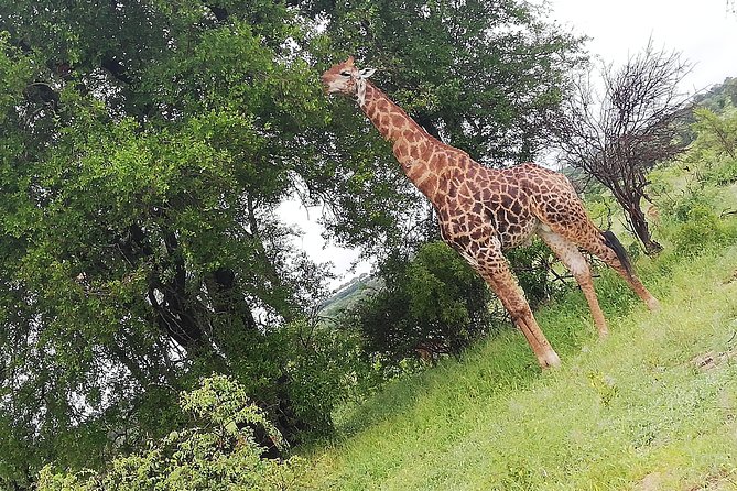 Cradle of Human Kind & Lion & Rhino Park Tour Full day Tour Private - Your Guide and Transport: How the Day Stays Smooth