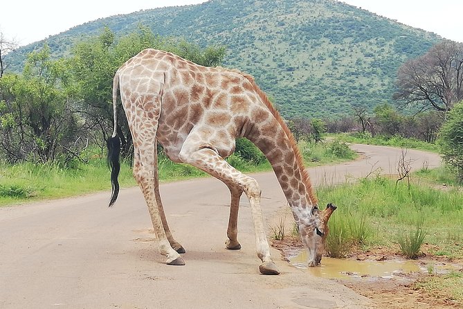 Cradle of Human Kind & Lion & Rhino Park Tour Full day Tour Private - Timing, Weather, and What to Expect During the Day